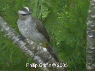 Yellow-vented Bulbul - ML201772171