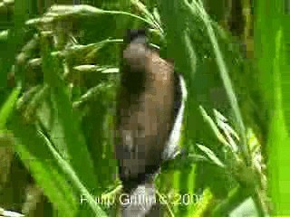 Javan Munia - ML201772241