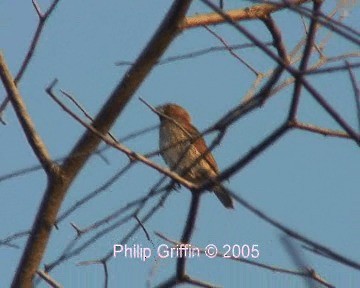 Scaly-breasted Munia (Scaled) - ML201772311