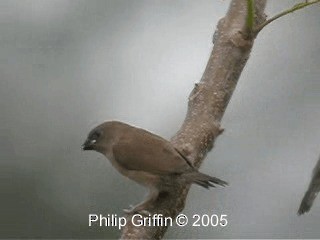 Scaly-breasted Munia (Scaled) - ML201772351