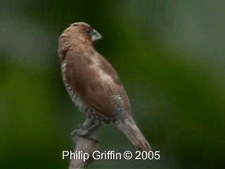 Scaly-breasted Munia (Scaled) - ML201772361