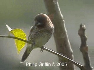 Scaly-breasted Munia (Scaled) - ML201772371