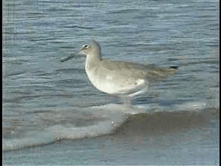 Willet (Western) - ML201772851