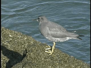 Wandering Tattler - ML201772911