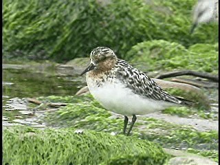 Bécasseau sanderling - ML201772991