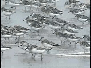 Bécasseau sanderling - ML201773001