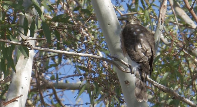 Sharp-shinned Hawk (Northern) - ML201773041