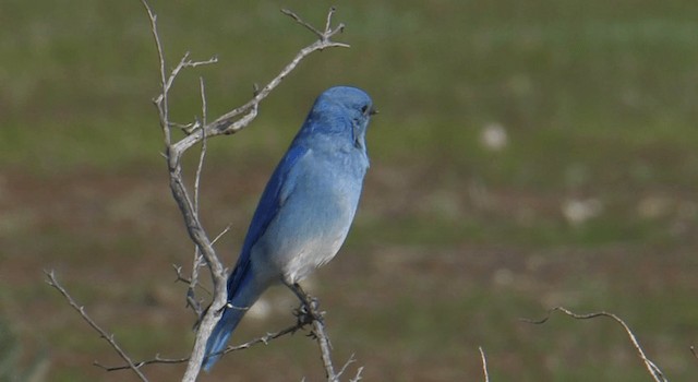 Mountain Bluebird - ML201773061