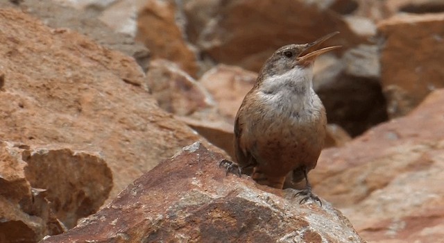 Canyon Wren - ML201773221