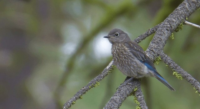 Western Bluebird - ML201773241