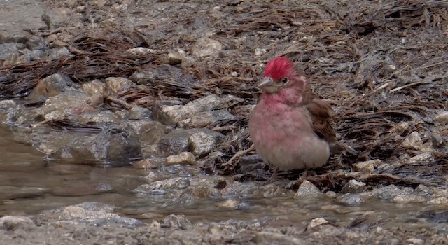 Cassin's Finch - ML201773251