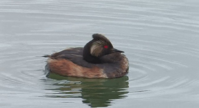 Eared Grebe - ML201773261