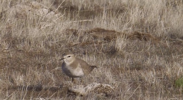 Mountain Plover - ML201773561