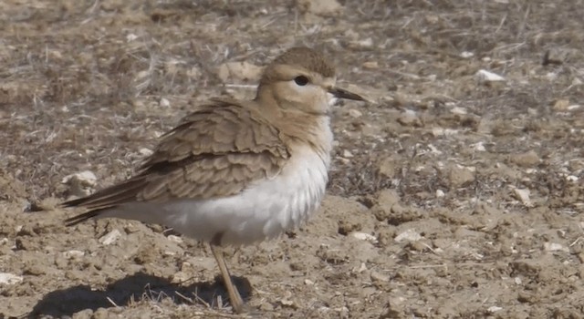 Mountain Plover - ML201773571