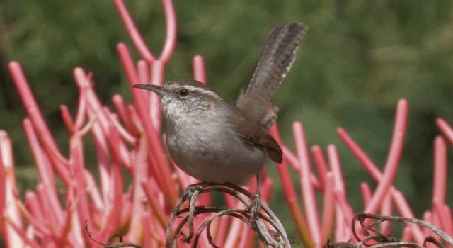 Bewick's Wren (spilurus Group) - ML201773591