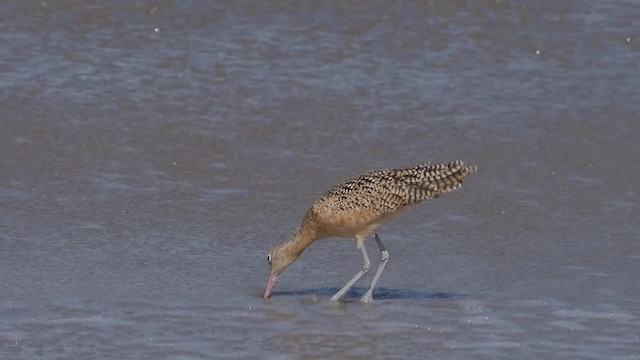 Long-billed Curlew - ML201774021