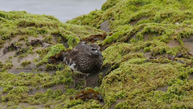 Black Turnstone - ML201774091