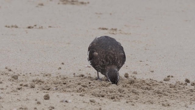 Black Turnstone - ML201774101