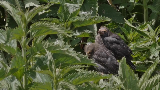 Tricolored Blackbird - ML201774241