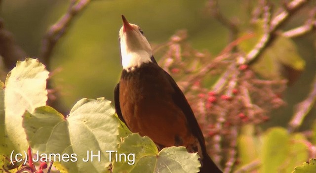 Taiwan Thrush - ML201774431