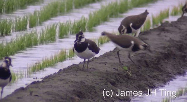 Умардын хавтгаалж - ML201774441