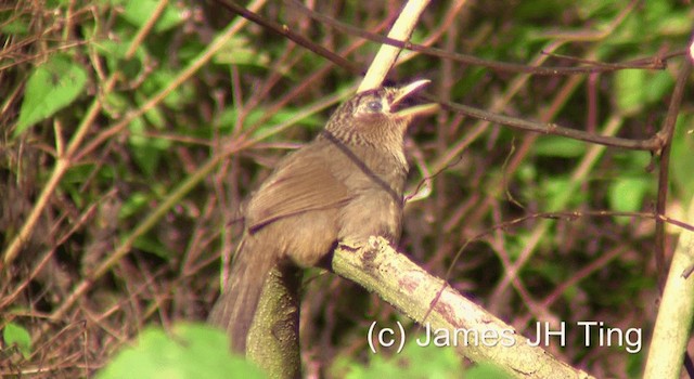 Taiwan Hwamei - ML201774471