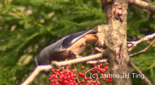 White-eared Sibia - ML201774491
