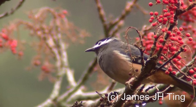 White-eared Sibia - ML201774501