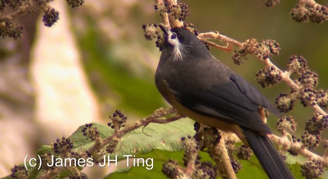 White-eared Sibia - ML201774511