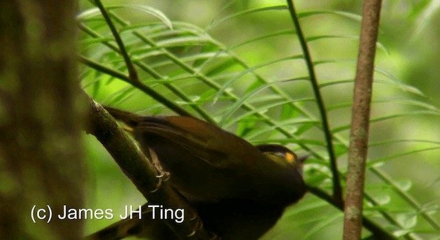 Taiwan Liocichla - ML201774531