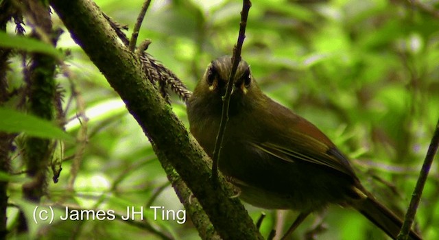 Taiwan Liocichla - ML201774541
