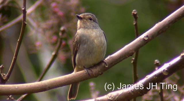 Taiwan Vivid Niltava - ML201774571