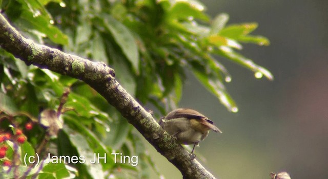 Taiwan Vivid Niltava - ML201774581