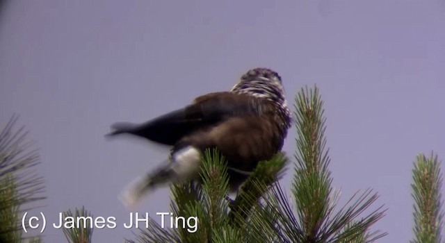 Southern Nutcracker - ML201774601