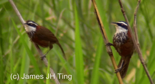 Taiwan Scimitar-Babbler - ML201774611