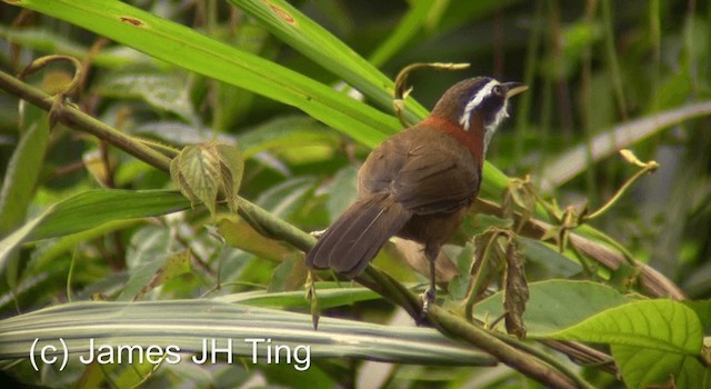 Taiwan Scimitar-Babbler - ML201774621