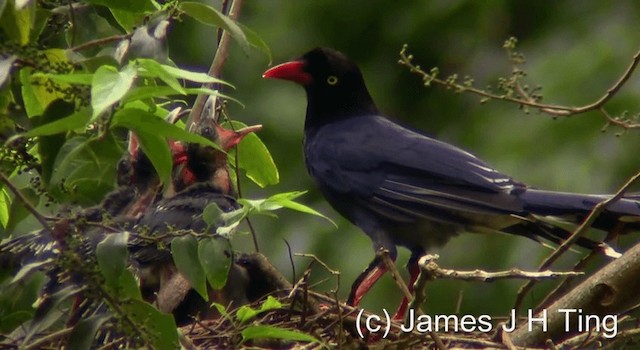 Taiwan Blue-Magpie - ML201774631