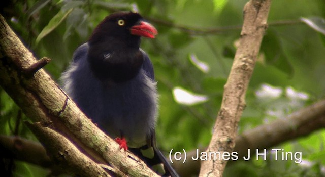 Taiwan Blue-Magpie - ML201774641