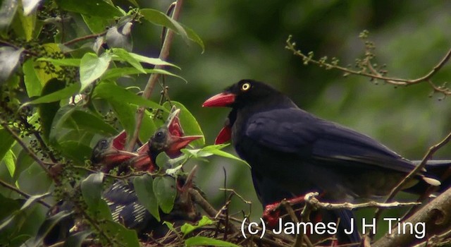 Taiwan Blue-Magpie - ML201774651