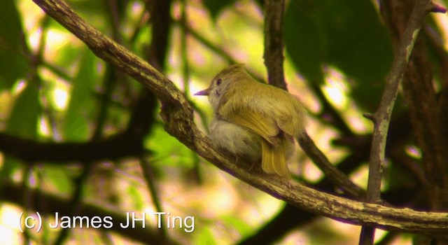 Yuhina Ventriblanca - ML201774661