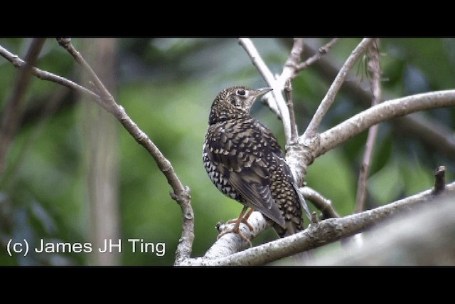 Алаг хөөндэй - ML201774671