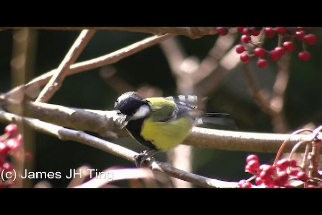 Green-backed Tit - ML201774681