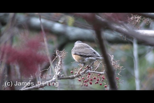 Халиун хөөндэй - ML201774691