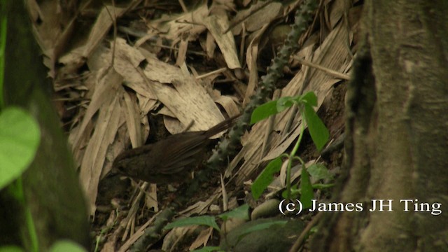 Dusky Fulvetta - ML201774711