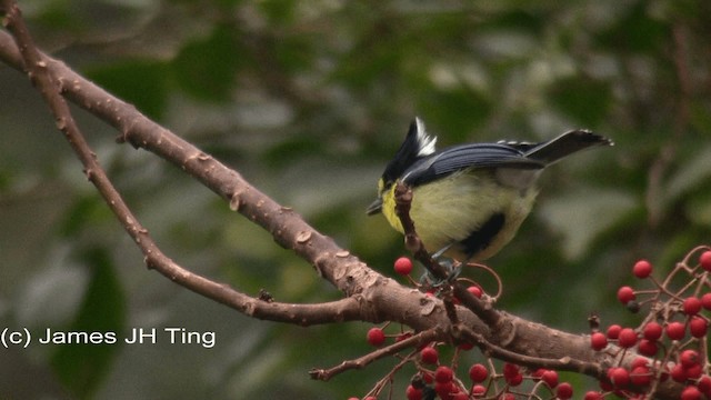 Taiwan Yellow Tit - ML201774721