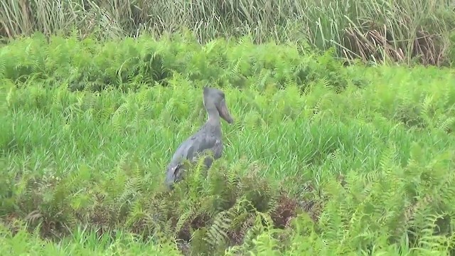 Shoebill - ML201774761