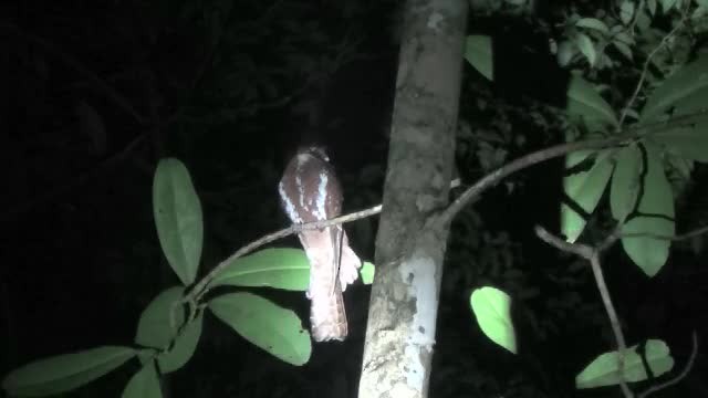 Starry Owlet-nightjar - ML201774771