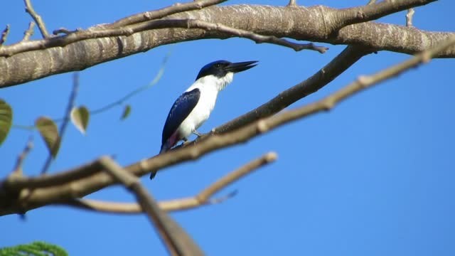 Ultramarine Kingfisher - ML201774801