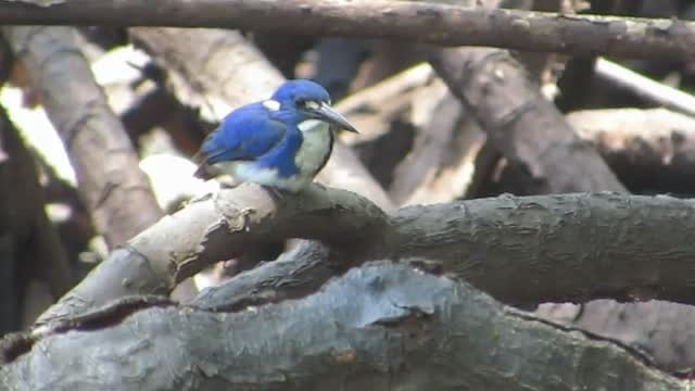 Little Kingfisher - ML201774811