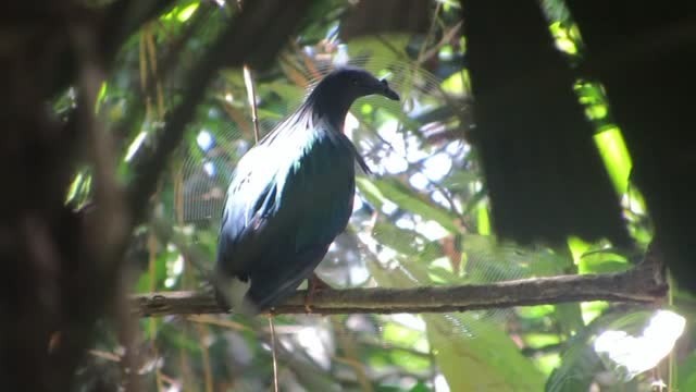 Nicobar Pigeon - ML201774821